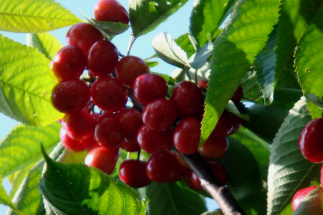 產(chǎn)品商標(biāo)注冊,不注冊商標(biāo)可以嗎?